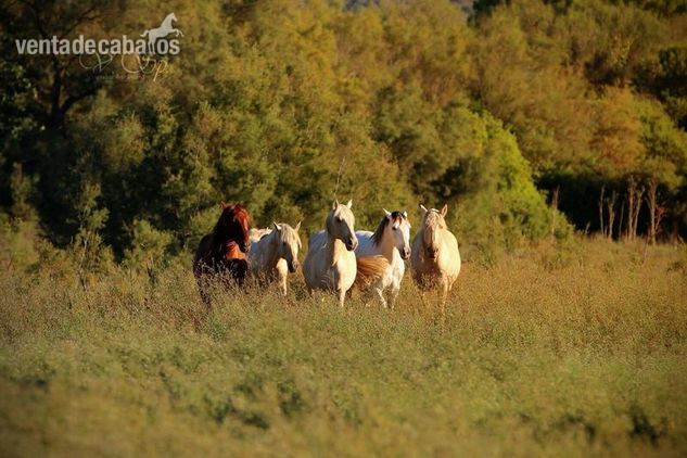 Se venden caballos yeguas y potros Pre  in 