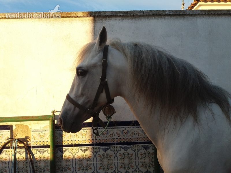Caballo montado granda in 