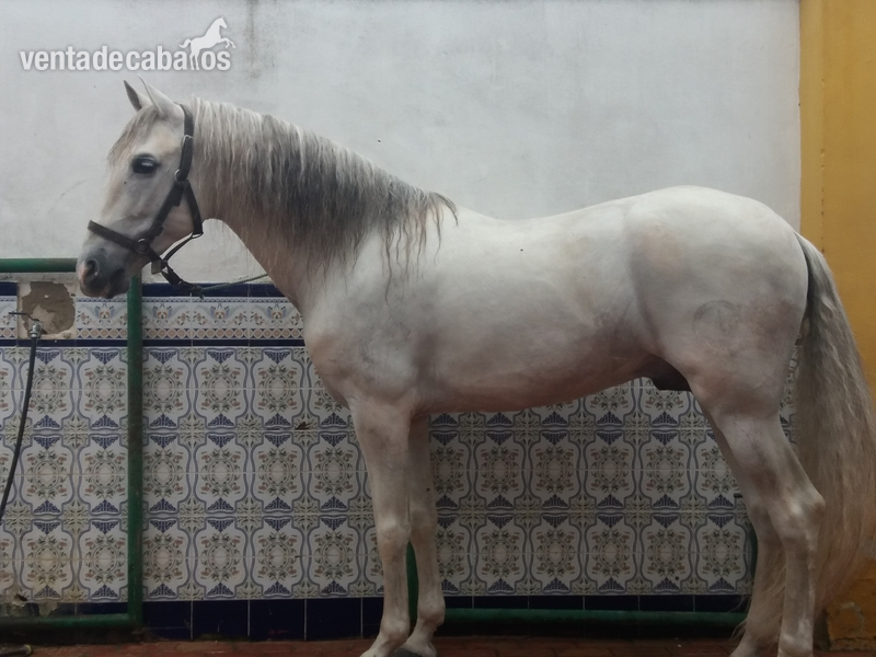 Española