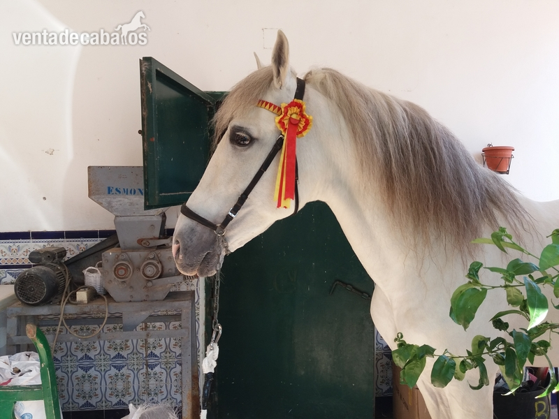 Caballos Enteros Española - Caballo montado granda