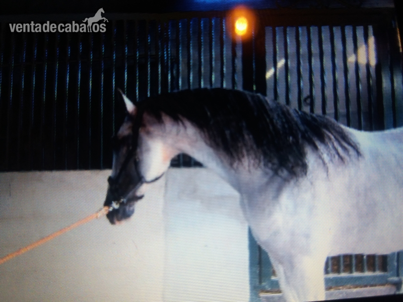 Caballo montado granda - Caballos Enteros Española