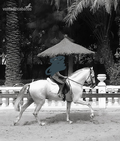 Lusitano