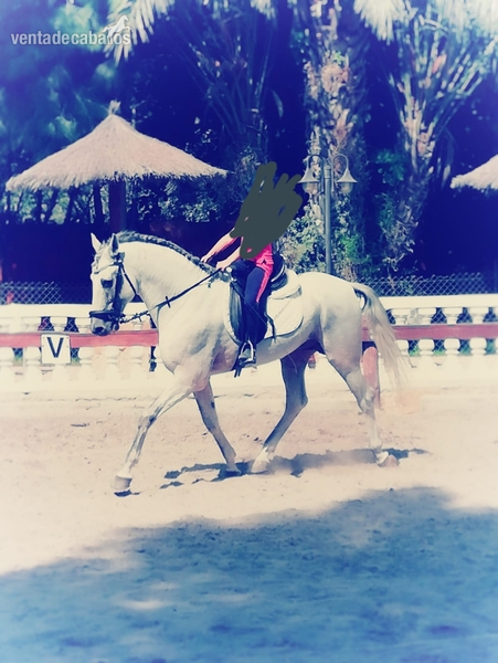 Lusitano {TYPE}