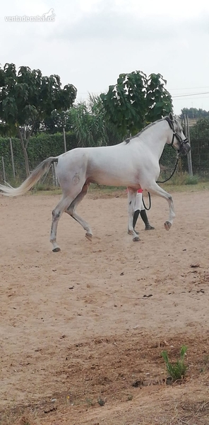 Caballos Enteros Lusitano - Caballo lusitano de gran nobleza