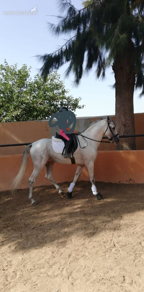 Caballo lusitano de gran nobleza - Caballos Enteros Lusitano