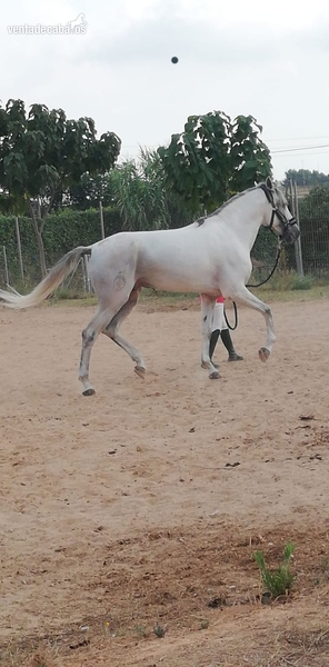 Caballo lusitano de gran nobleza - Lusitano