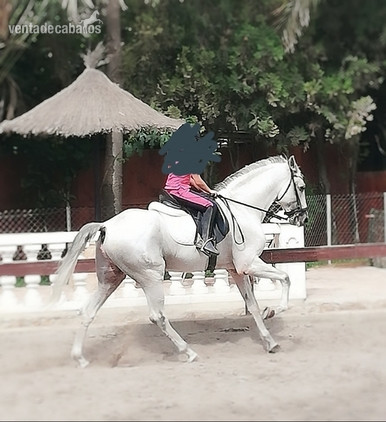 Caballo lusitano de gran nobleza in 