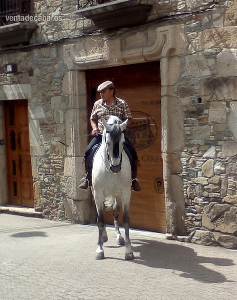 Caballo de 12 años Pura Raza Española in 