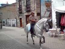 Caballo de 12 años Pura Raza Española