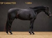 KWPN 3 años 1.68m Bordeaux x Valdez