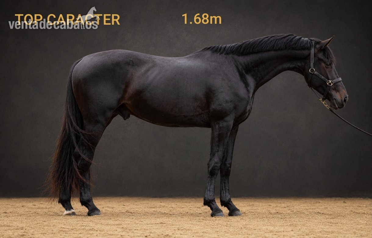 KWPN 3 años 1.68m Bordeaux x Valdez in 