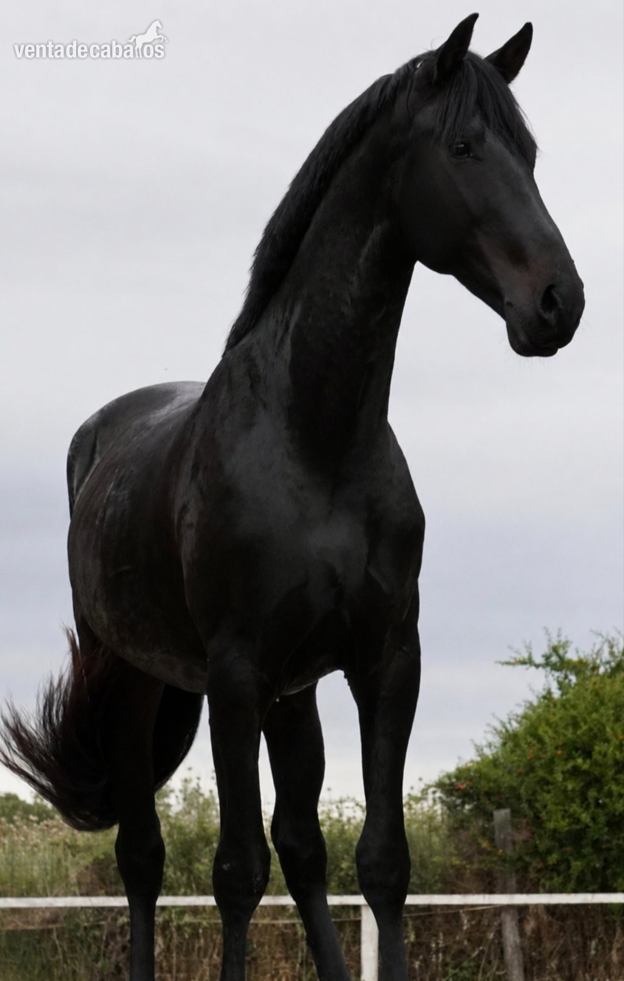 Caballos Enteros EMPTY - KWPN 3 años 1.68m Bordeaux x Valdez