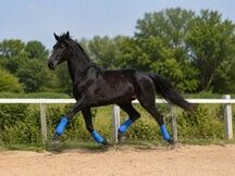 KWPN 3 años 1.68m Bordeaux x Valdez