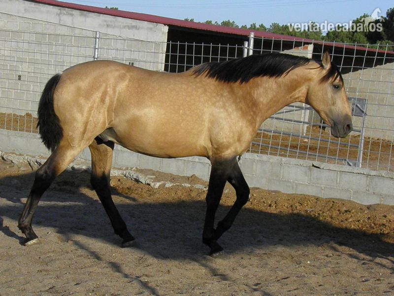 Caballos Pura Raza Española (P.R.E.) Pura Raza Española - PRE PRINCIPAL AG