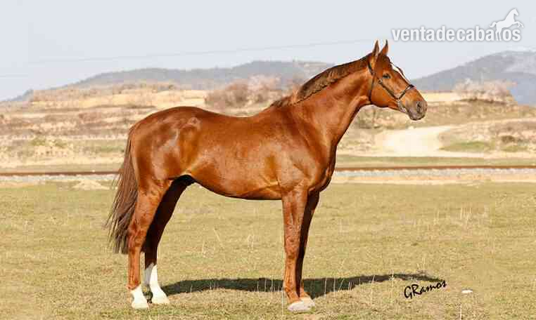VENTA DE SEMEN DE TINO (KWPN) in 