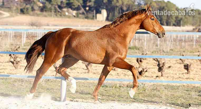 Caballos Enteros KWPN - VENTA DE SEMEN DE TINO (KWPN)