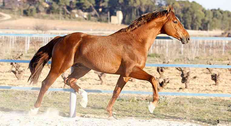 Caballos Enteros KWPN - VENTA DE SEMEN DE TINO (KWPN)