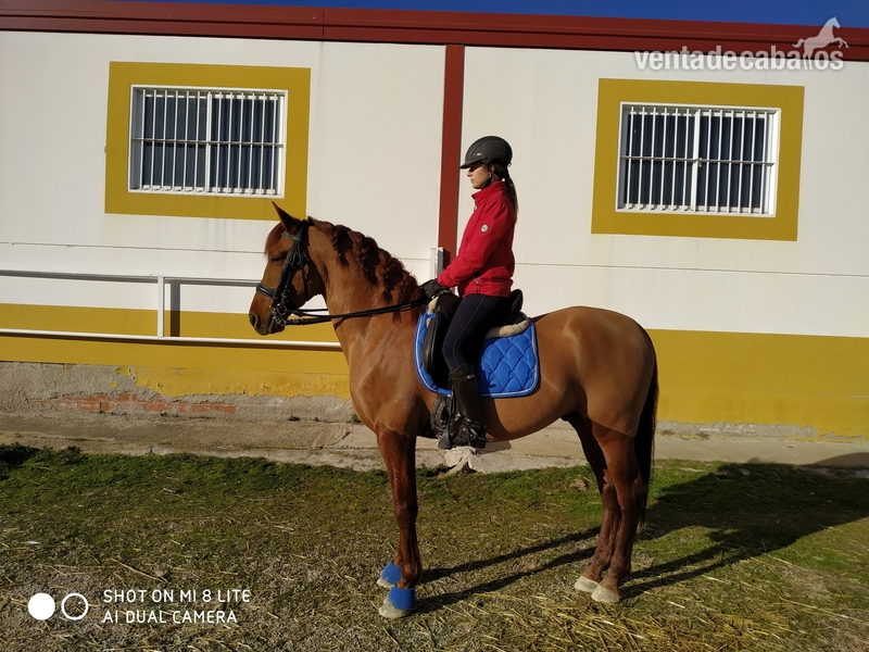 Venta Caballo PRE in 
