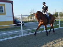 Venta Caballo PRE