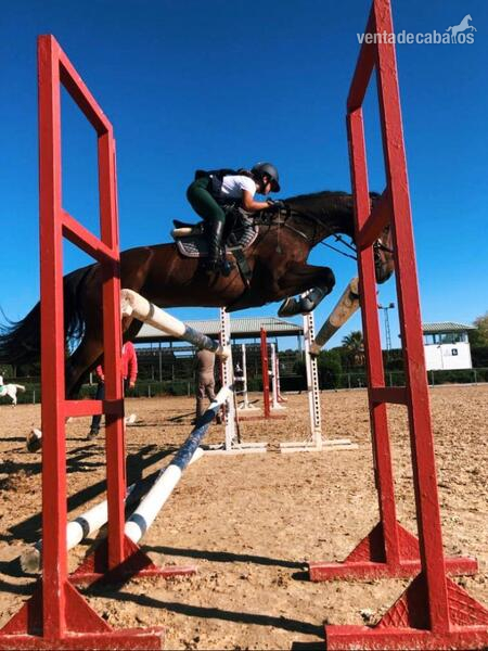 Caballo de salto KWPN  in 