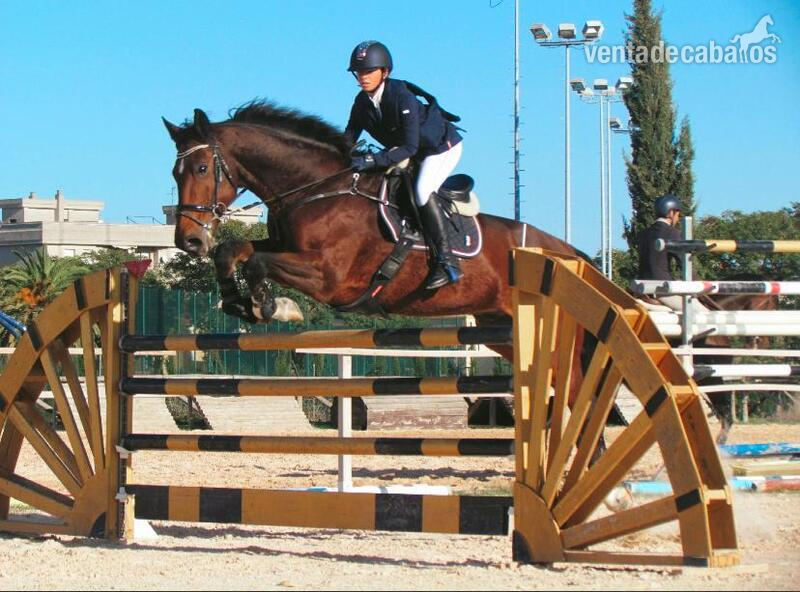 Caballos Capados KWPN  - Caballo de salto KWPN 
