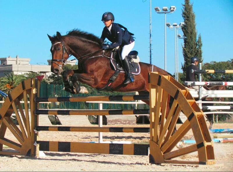 Caballos Capados KWPN  - Caballo de salto KWPN 