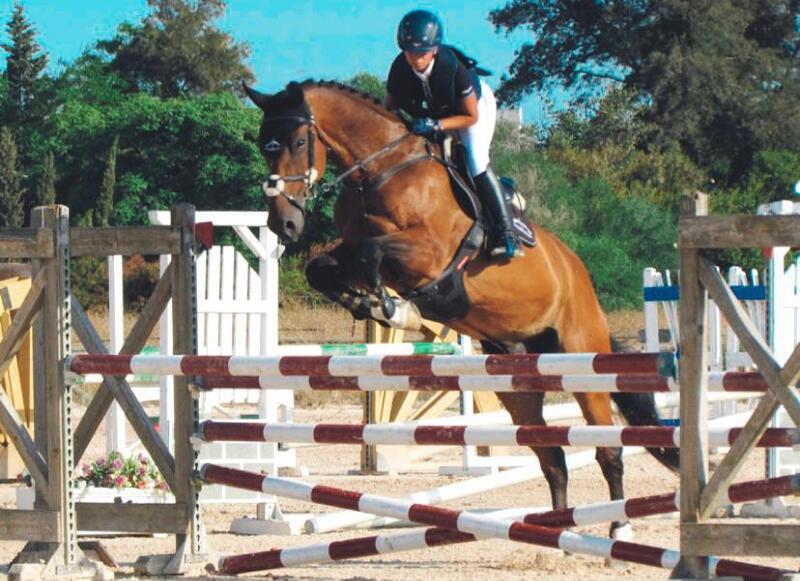 Caballo de salto KWPN  - Caballos Capados KWPN 