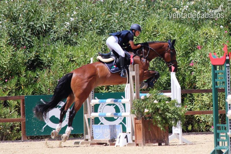 Caballo de salto KWPN  - KWPN 