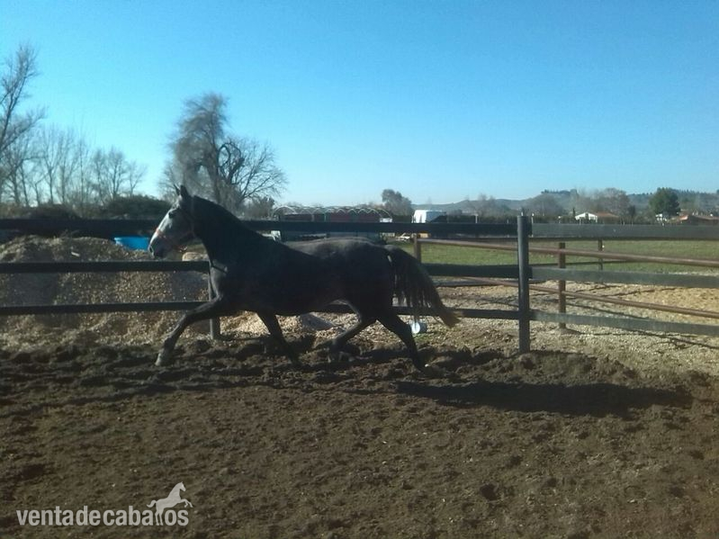 potra negra y otra torda - Caballos Pura Raza Española (P.R.E.) Pura Raza Española