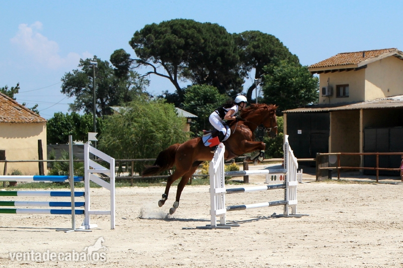 Caballo de Deporte Español (CDE)