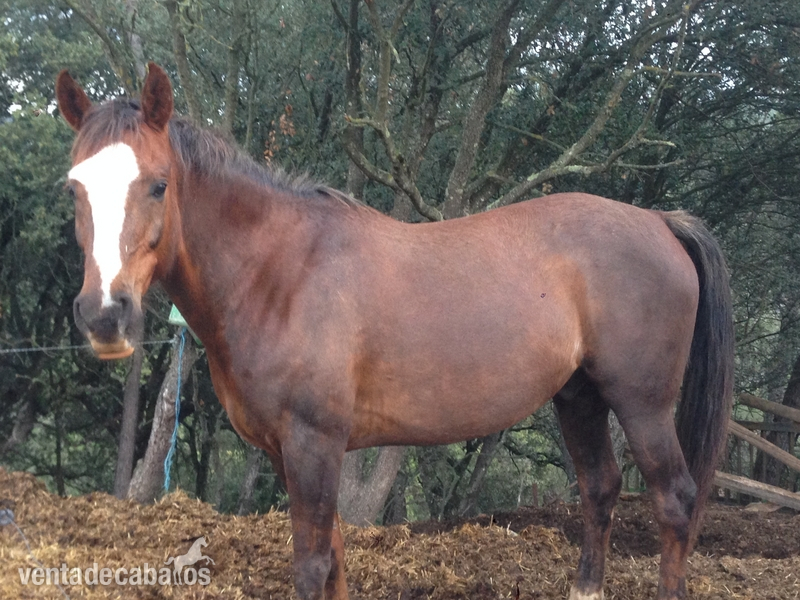 Hispano-Arabe