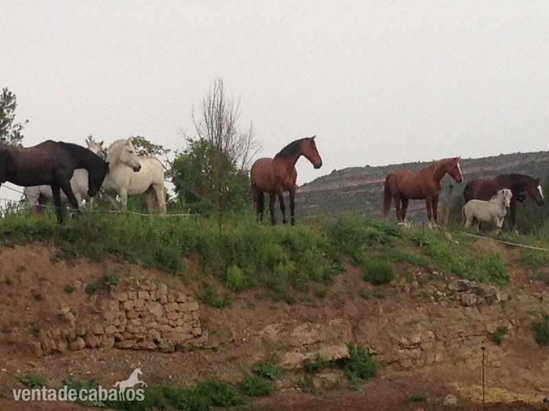 Hispano-Arabe {TYPE}
