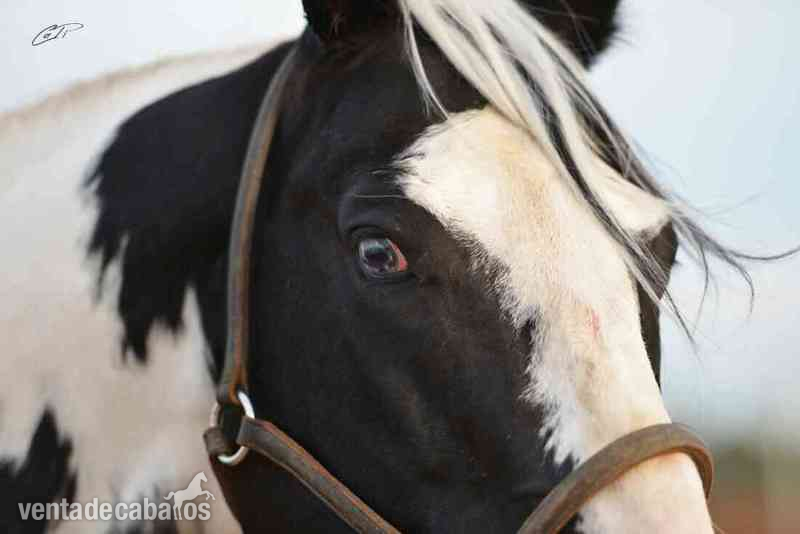 VENTA DE SEMEN DE MAX BLANCA BAR (PAINT HORSE) in 