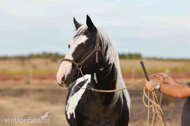 Paint horse