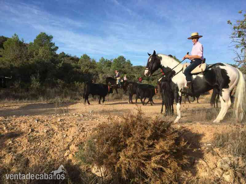 Caballos Enteros Paint horse - VENTA DE SEMEN DE MAX BLANCA BAR (PAINT HORSE)