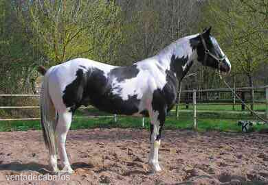 VENTA DE SEMEN DE MAX BLANCA BAR (PAINT HORSE) - Caballos Enteros Paint horse