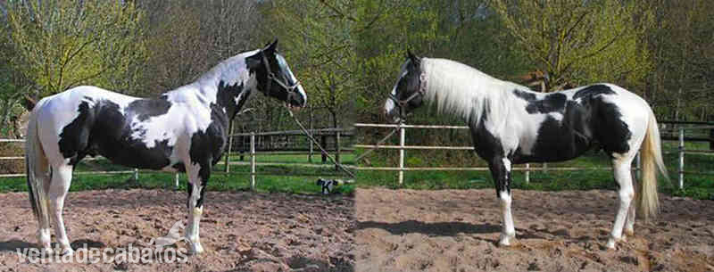 VENTA DE SEMEN DE MAX BLANCA BAR (PAINT HORSE) - Paint horse