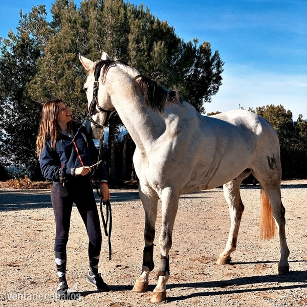 caballos de salto y domaen venta  in 