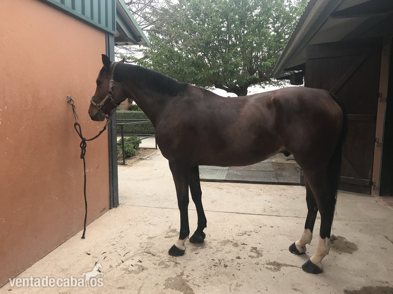SE VENDE CABALLO DE SALTO in 