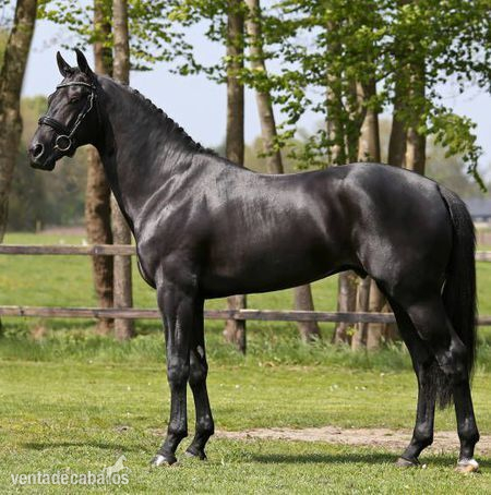 Hannoverianos negros adorables y talentosos in 