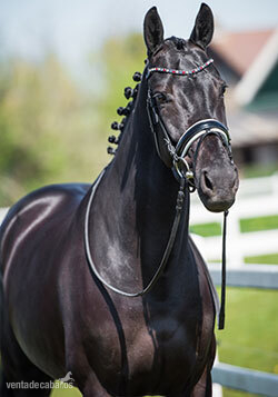 Hannoveriano {TYPE}