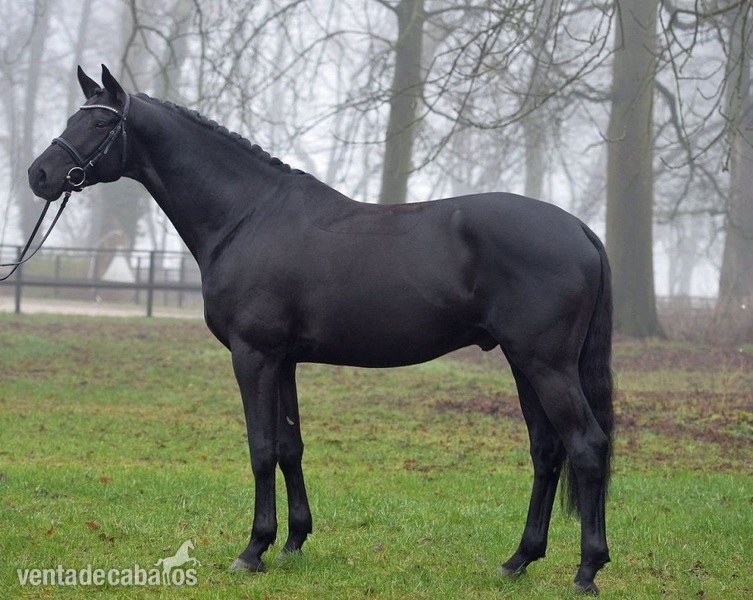 Caballos Capados Hannoveriano - Hannoverianos negros adorables y talentosos