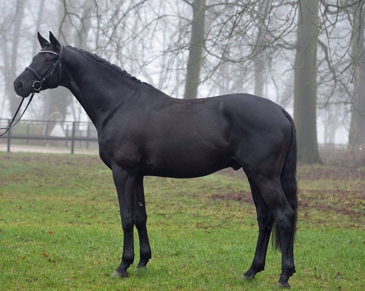 Caballos Capados Hannoveriano - Hannoverianos negros adorables y talentosos