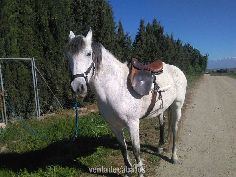 Yegua pura española con 7 años, se vende y regalo aperos por falta de sitio in 