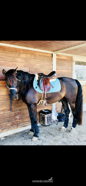 Caballos Pura Raza Española (P.R.E.) Pura Raza Española - Pura Raza Española (annce) 9 anos castrado