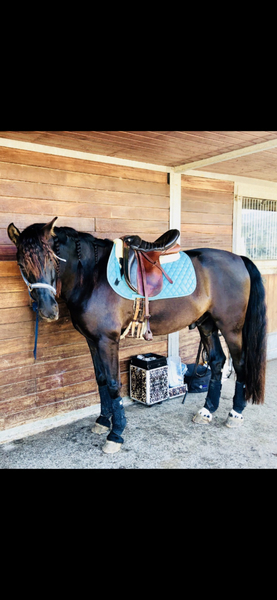 Caballos Pura Raza Española (P.R.E.) Pura Raza Española - Pura Raza Española (annce) 9 anos castrado