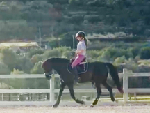 Pura Raza Española (annce) 9 anos castrado