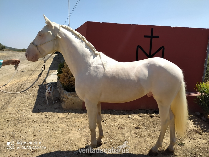 Precioso potro albino in 