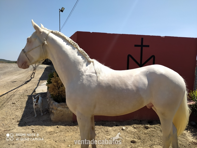Cruzado de cuarto milla