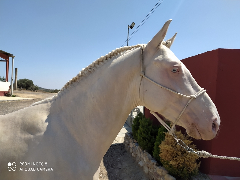 Caballos Enteros Cruzado de cuarto milla - Precioso potro albino